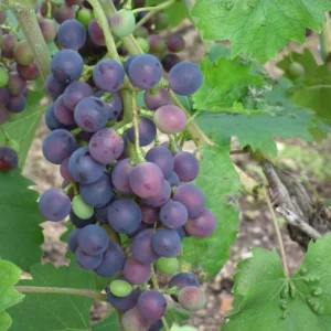 Vigne – Vitis Vinifera Muscat Bleu