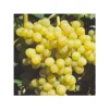 Vigne – Vitis Palatina