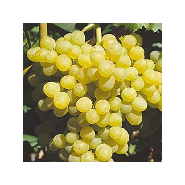 Vigne – Vitis Palatina