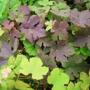 Vigne D’ornement – Vitis Vinifera Purpurea