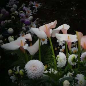 Zantedeschia Aethiopica Pink Flamingo – Arum D’Ethiopie